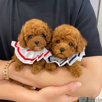 Male & Female Poodle for sale.