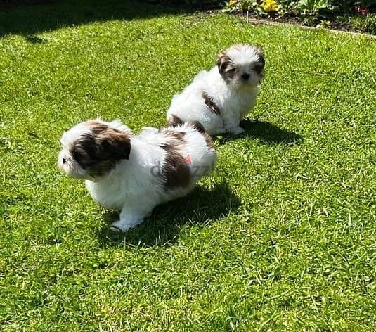 Whatsapp me (+407 0120 8146) Shih Tzu Puppies 0