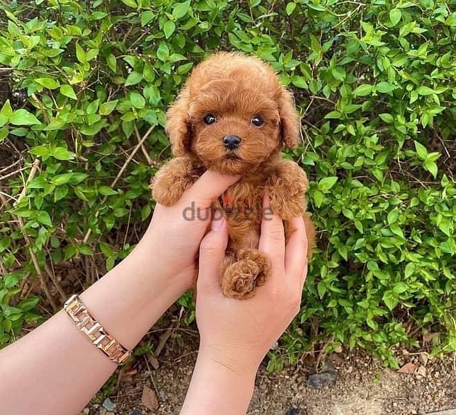 Trained Poo,dle puppy for sale. . WHATSAPP. +1 (484) 718‑9164‬ 0