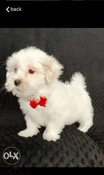 Maltese puppy for sale. WHATSAPP. +1 (484) 718‑9164‬ 0