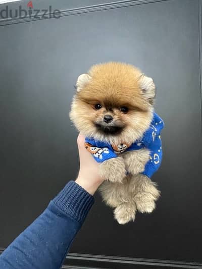 Cream Pomeranian puppy for sale. WHATSAPP. +1 (484) 718‑9164‬