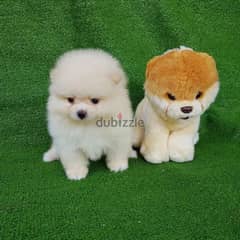 Pomeranian puppy for sale. . WHATSAPP. +1 (484) 718‑9164‬ 0