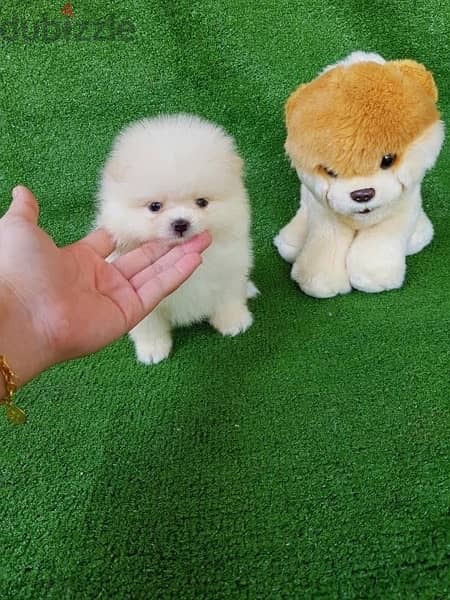 Pomeranian puppy for sale. . WHATSAPP. +1 (484) 718‑9164‬ 1