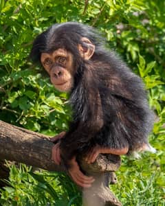 Chimpanzee Whatsapp me (+372 5817 6491)