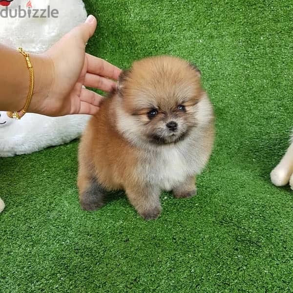 Male Pomer,anian puppy for Sale 0