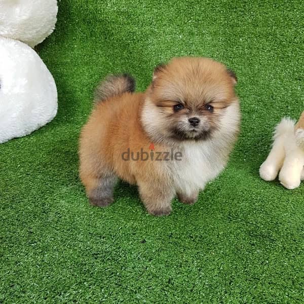 Male Pomer,anian puppy for Sale 1