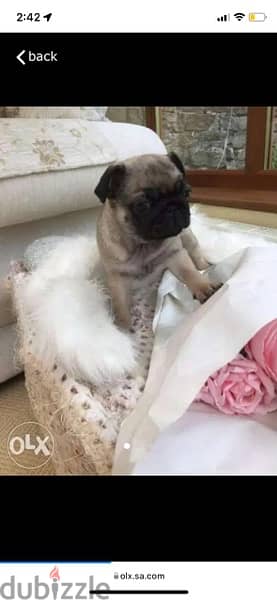 Male Pug puppy for sale. .