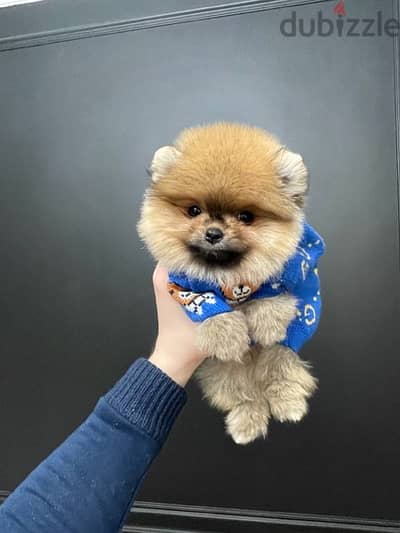 Male Pomeranian for sale.