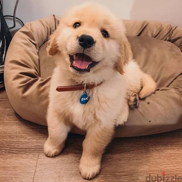 Golden R puppy for sale. . WhatsApp: +1(484,)-718‑9164‬ 1