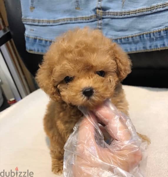 Poo,dle puppy for sale 0