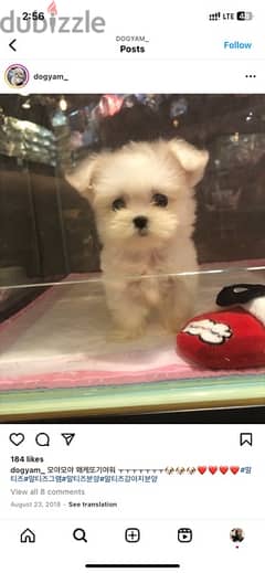 Trained Maltese puppy for sale. WHATSAPP. +1 (484) 718‑9164‬ 0