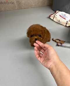Tcup Poo,dle puppy for sale. . WhatsApp: +1(484,)-718‑9164‬ 0