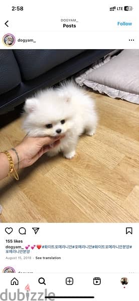 100% Pomer,anian puppy for sale 0