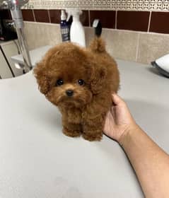 Poo,dle Female puppy for sale. . WhatsApp: +1(484,)-718‑9164‬