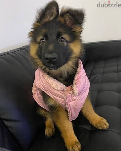 G-shepherd puppy for sale.