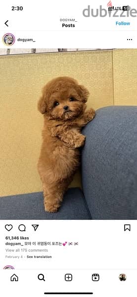Trained Poodle puppy for sale. WHATSAPP. +1 (484) 718‑9164‬ 0