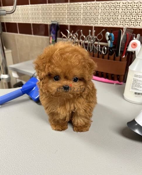 Poo,dle puppy for sale. . WhatsApp: +1(484,)-718‑9164‬ 0