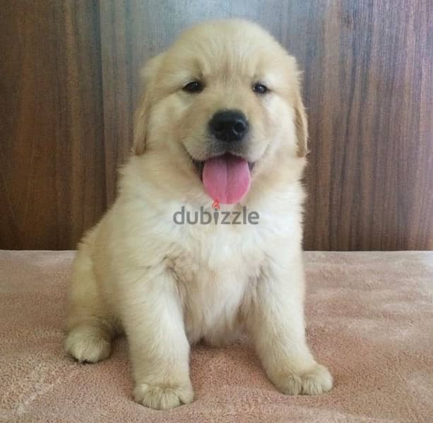 Golden puppy for sale…WhatsApp: +1(484,)-718‑9164‬ 0