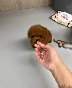 purebred Poo,dle for sale. . WhatsApp: +1(484,)-718‑9164‬