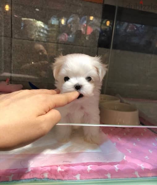 Maltese puppy for sale. . WHATSAPP. +1 (484) 718‑9164‬ 0