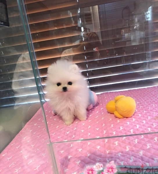 Pomer,anian puppy for sale 1