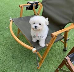 Tea,cup Poo,dle for sale. WHATSAPP. +1 (484) 718‑9164‬