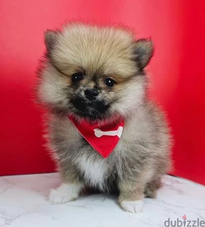 Cream Male Pom for sale. . WhatsApp: +1(484,)-718‑9164‬