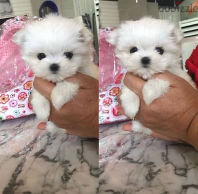 Mal,tese puppy for sale. WHATSAPP. +1 (484) 718‑9164‬