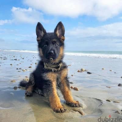 G-shepherd puppy for sale.