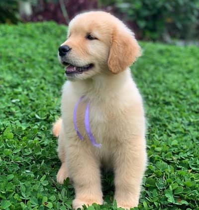 G-Retreiver puppy for sale. . WhatsApp: +1(484,)-718‑9164‬