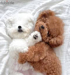 Poodle puppies