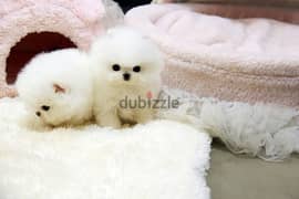 Male & Female Pome_nerian puppies