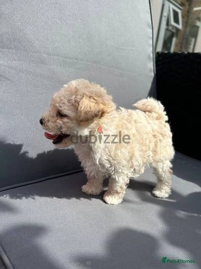 Whatsapp Me +972555074990 Toy Poodle Puppies 1