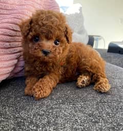 Poodle puppies available