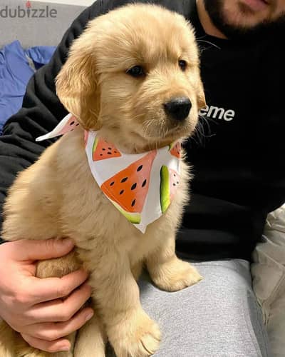 Golden Retriever Puppy