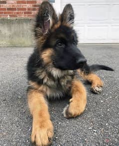G-shepherds puppy for sale