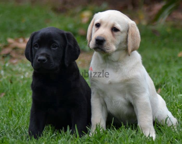 Whatsapp me (+46 7361 69177) Labrador Puppies 1