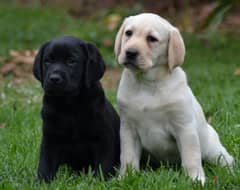 Whatsapp me (+46 7361 69177) Labrador Puppies 0