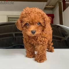Home Trained Toy Poodle