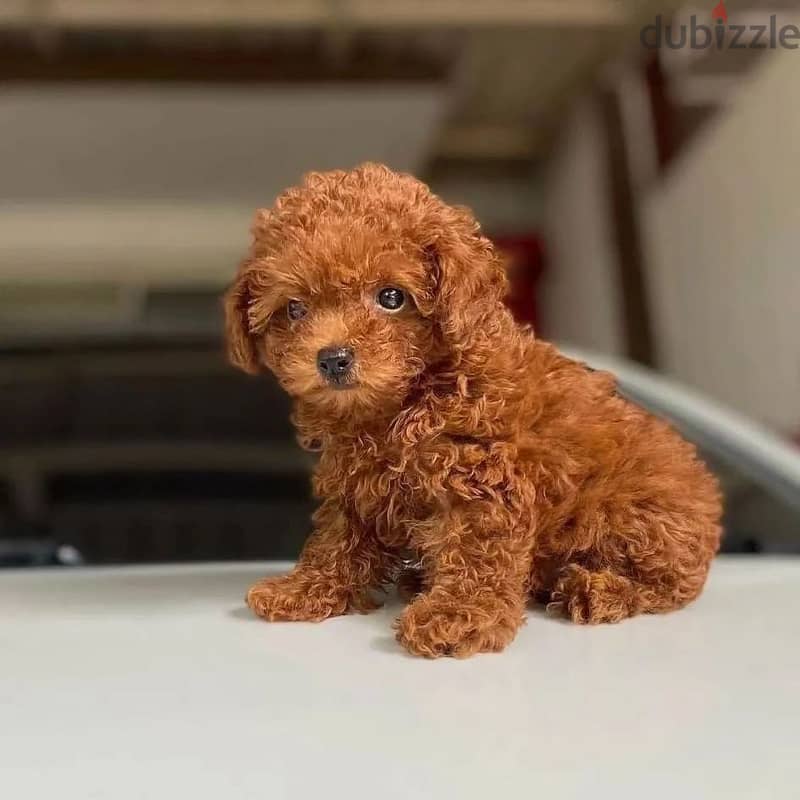 Home Trained Toy Poodle 1