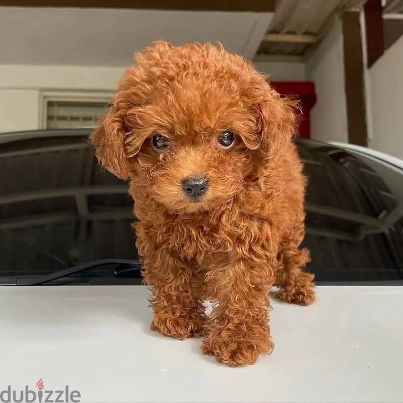 Home Trained Toy Poodle 2