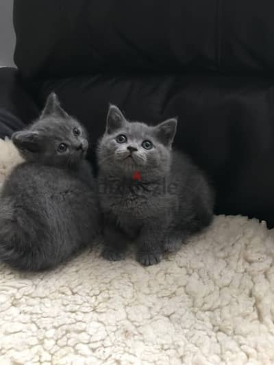 British shorthair Kitten