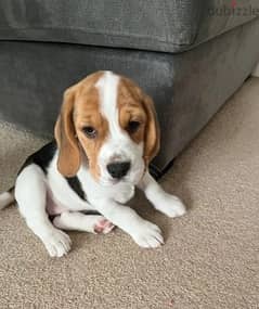 Whatsapp me (+372 5639 0026) Beagle Puppies