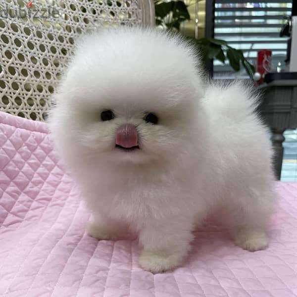 Micro teacup pomeranian puppies for store sale $250