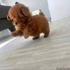 Poodle male and female puppies