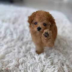 Poodle puppies available 0