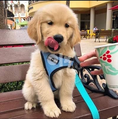 Golden Retriever puppy for sale. WHATSAPP. +1 (484) 718‑9164‬