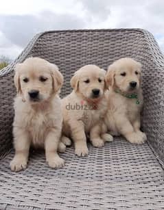 Whatsapp me (+372 5817 6491) Golden Retriever Puppies 0