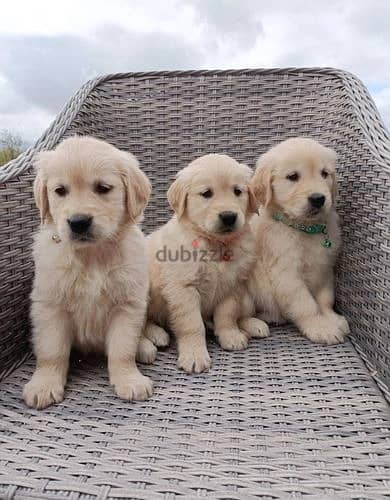 Whatsapp me (+372 5817 6491) Golden Retriever Puppies 1