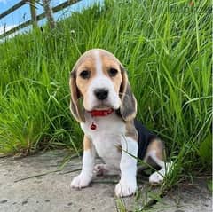 Whatsapp me (+372 5817 6491) Beagle Puppies